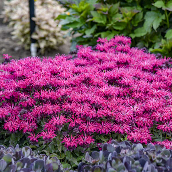 Monarda Bee Balm Leading Lady Razzberry