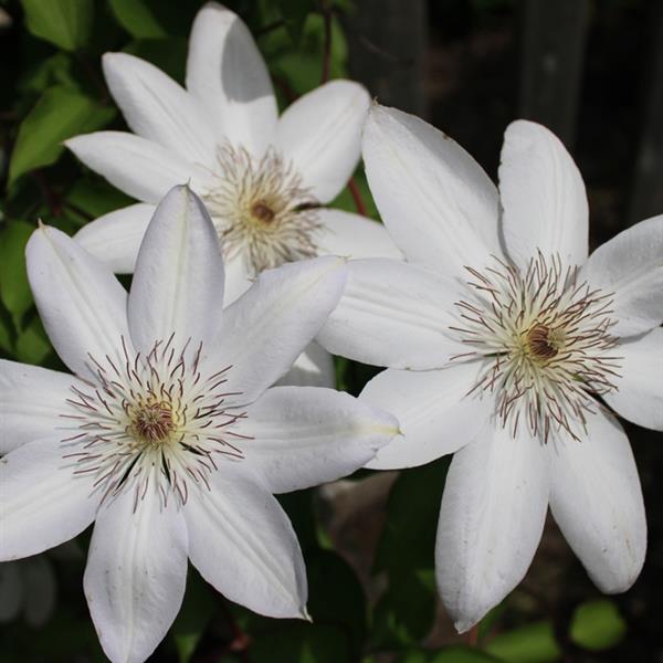 Clematis Leather Flower Henryi