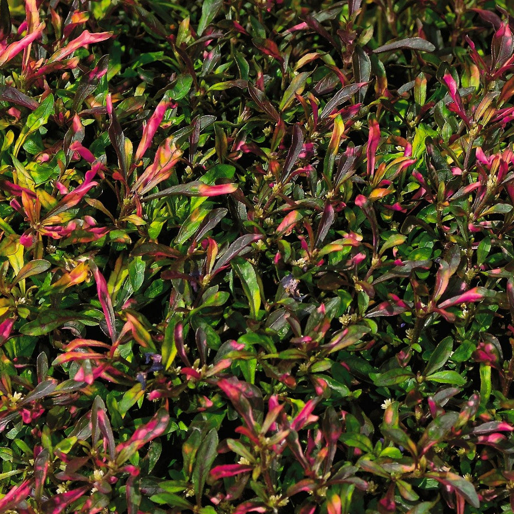 Alteranthera Red Carpet