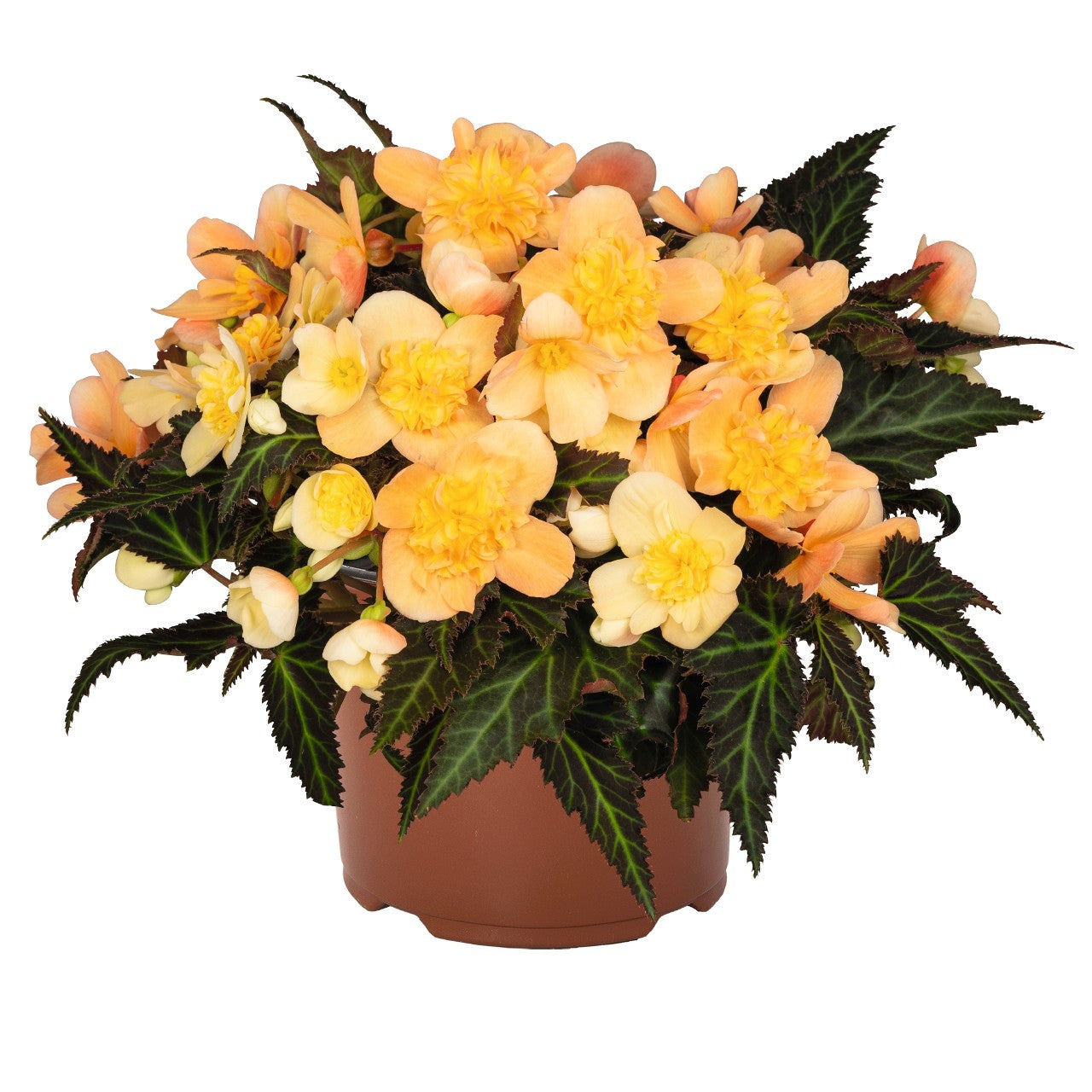 Begonia I'Conia Bacio Peach