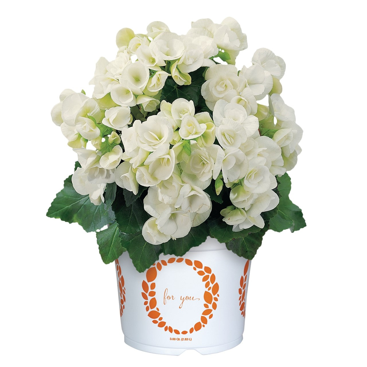 Begonia AMSTEL CLARA