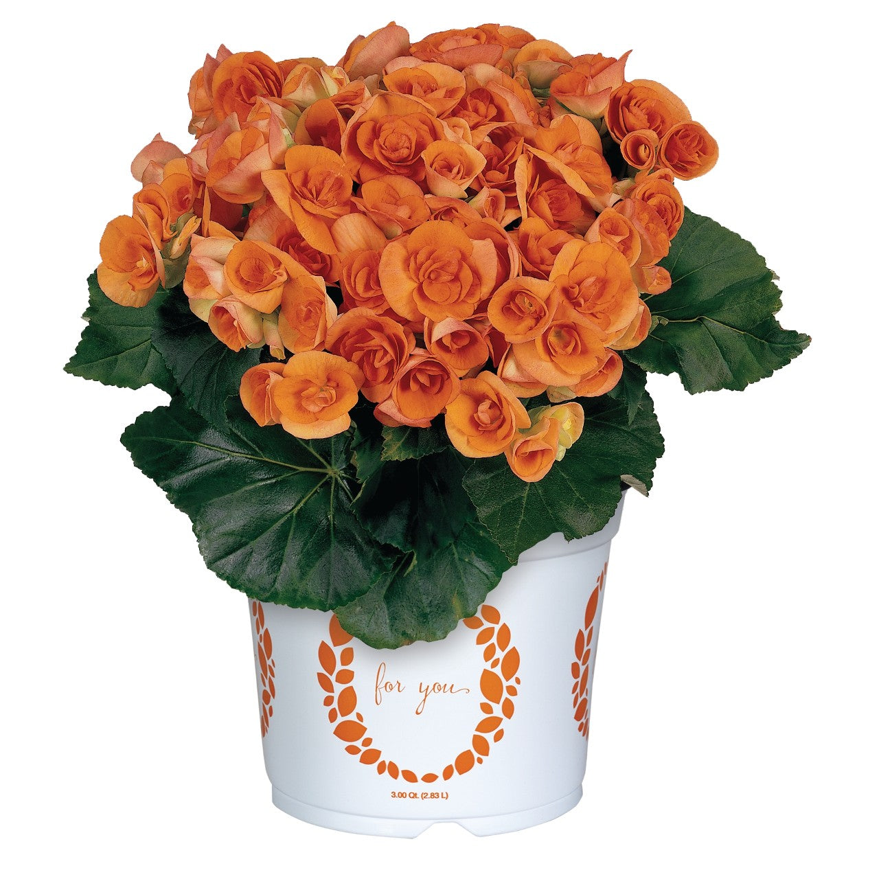 Begonia AMSTEL BATIK