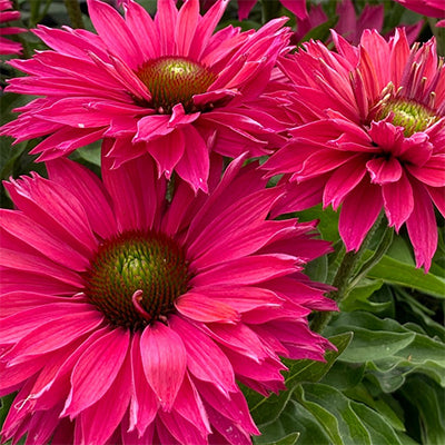 Echinacea Coneflower SunSeekers Sweet Fuchsia