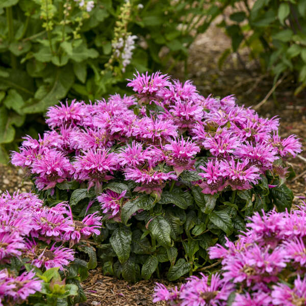 Monarda Bee Balm Leading Lady Orchid