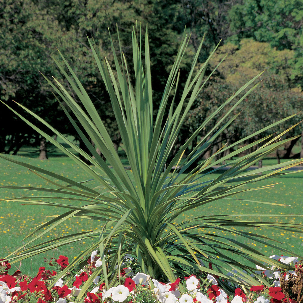 Dracaena indivisa, Accent Spikes