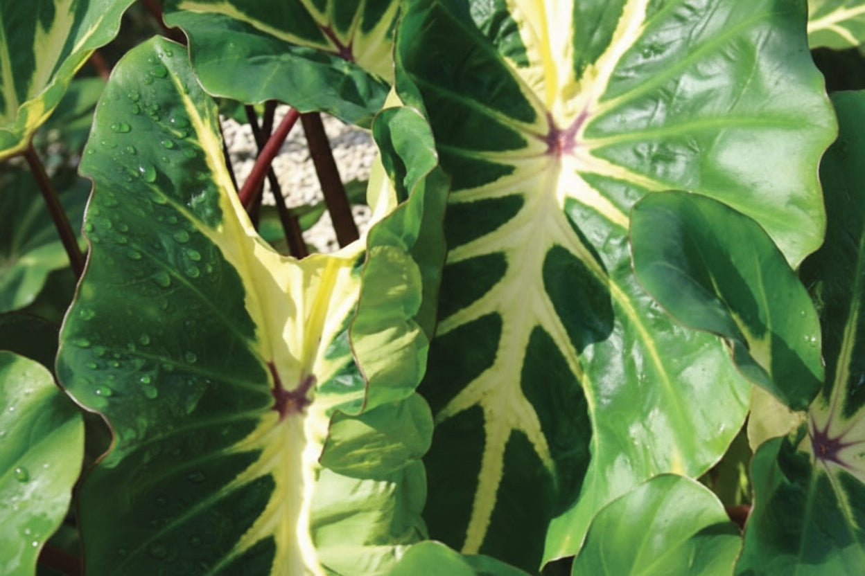 Colocasia Royal Hawaiian White Lava