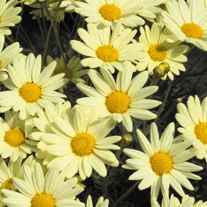 Argyranthemum Comet Yellow