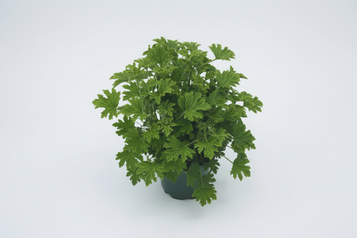 Citronella