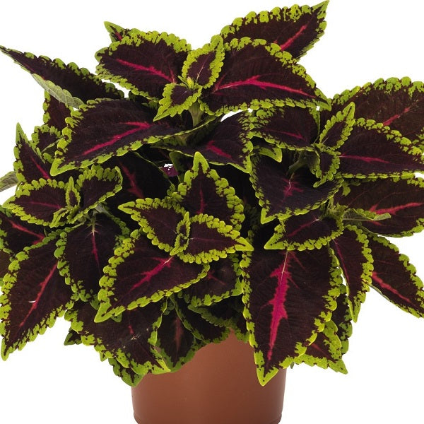 Coleus Alligator Alley