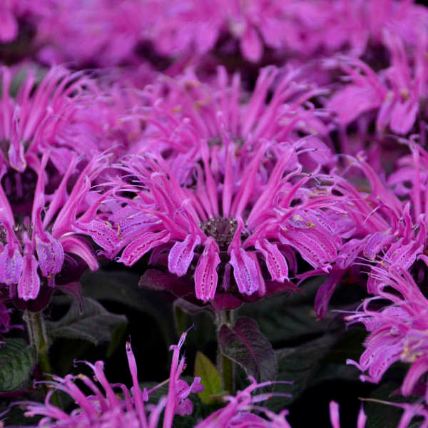 Monarda Bee Balm Leading Lady Plum