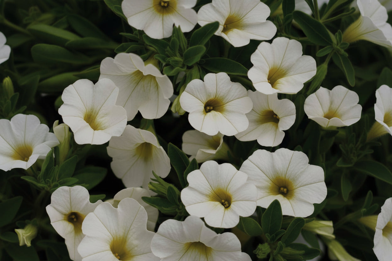 Calibrachoa Superbells White