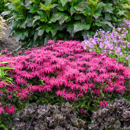 Monarda Bee Balm Leading Lady Razzberry