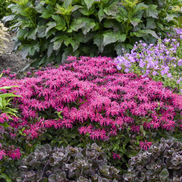 Monarda Bee Balm Leading Lady Razzberry
