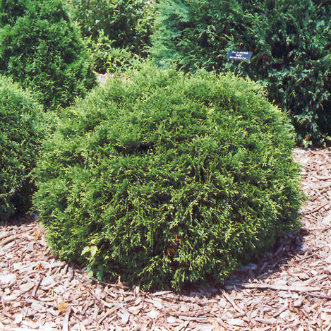 Thuja Hetz Midget