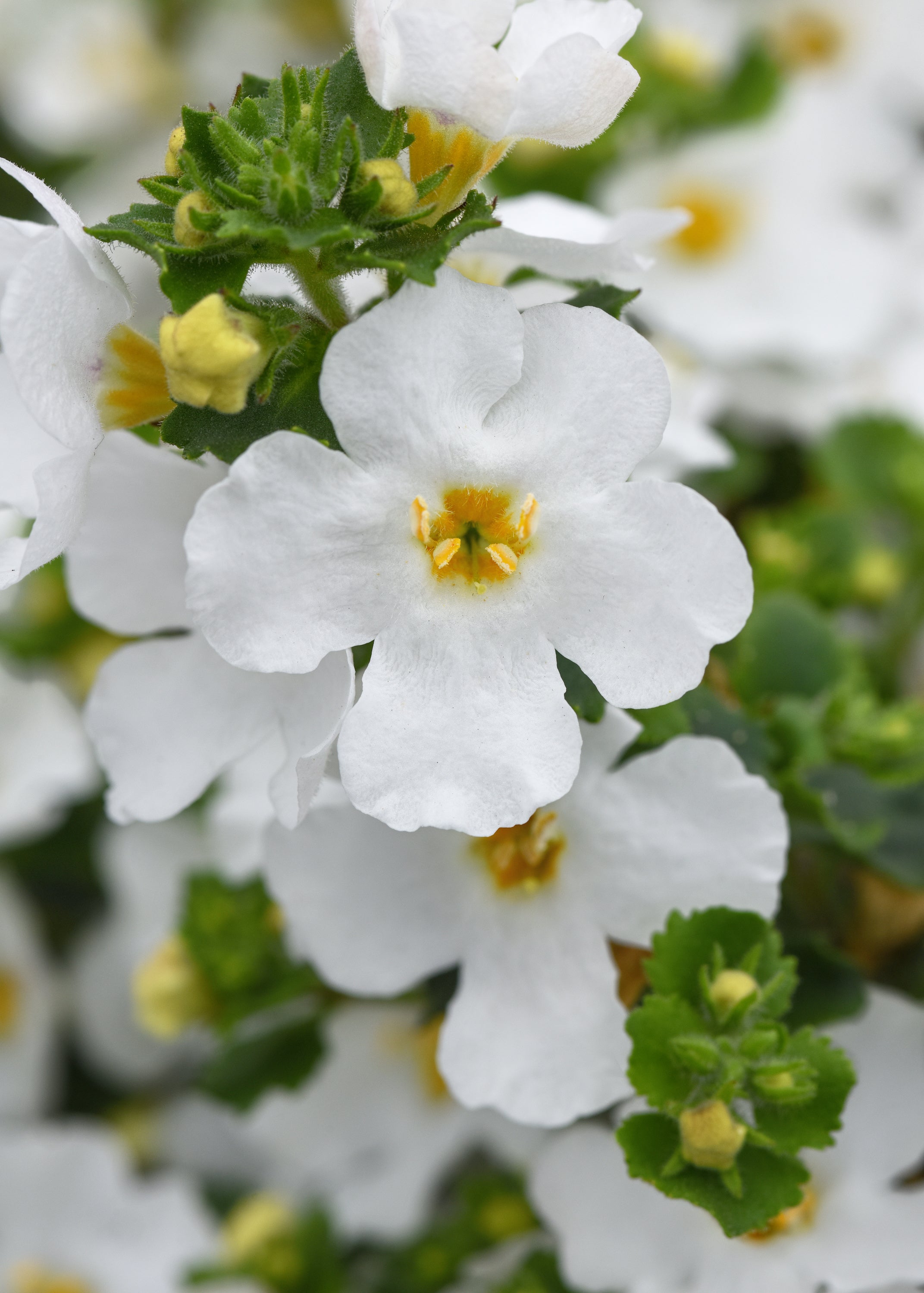 Bacopa Versa White