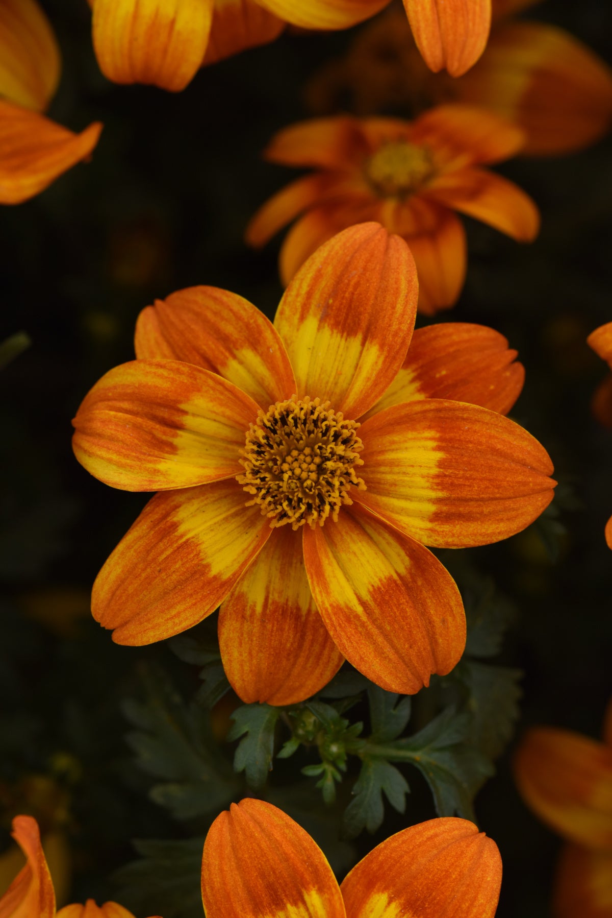 Bidens Bee Happy Orange