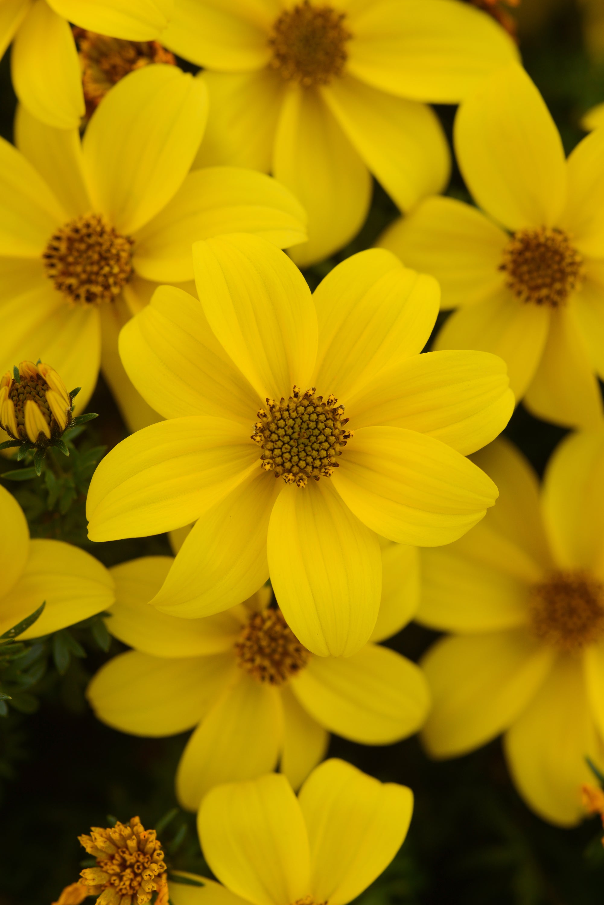 Bidens Sun Drop Compact