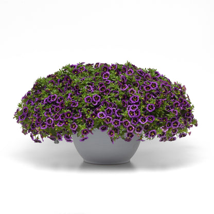 Calibrachoa Cabaret Midnight Kiss