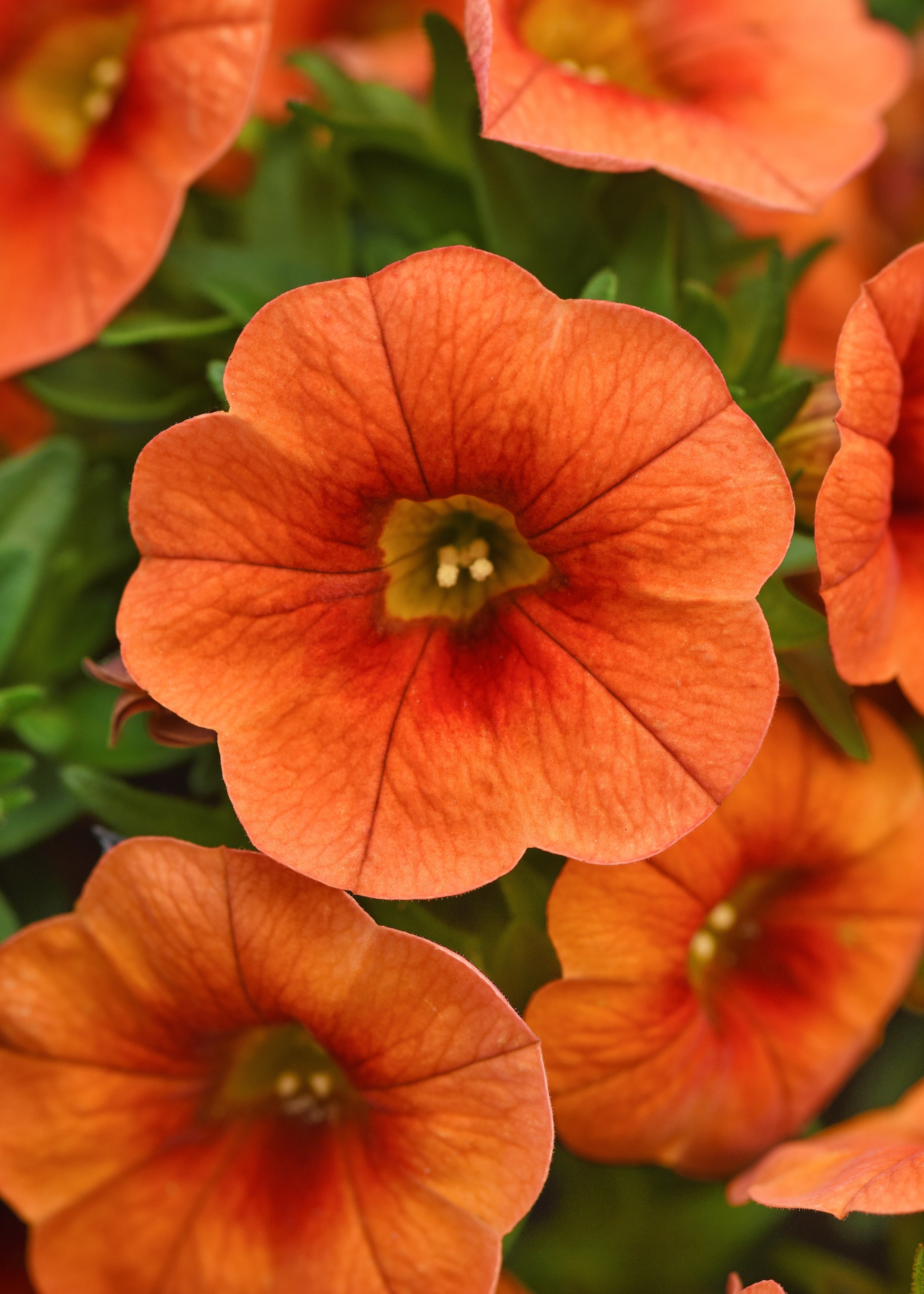 Calibrachoa Cabaret Orange Bright