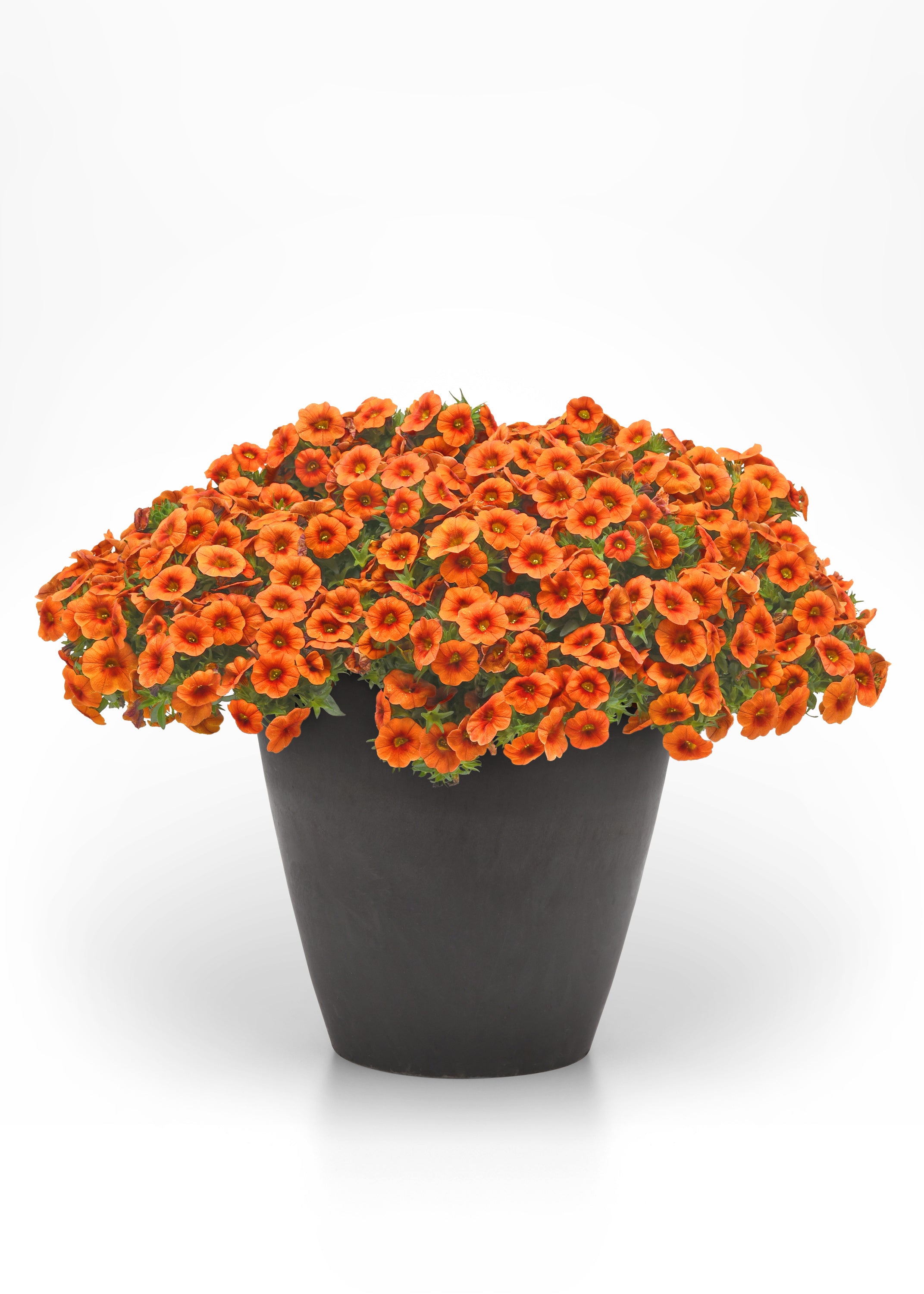 Calibrachoa Cabaret Orange Bright