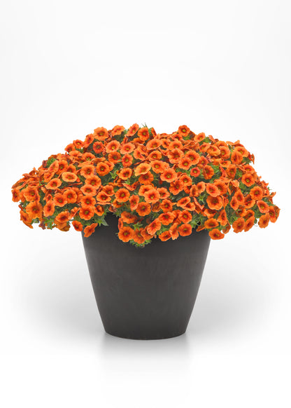 Calibrachoa Cabaret Orange Bright