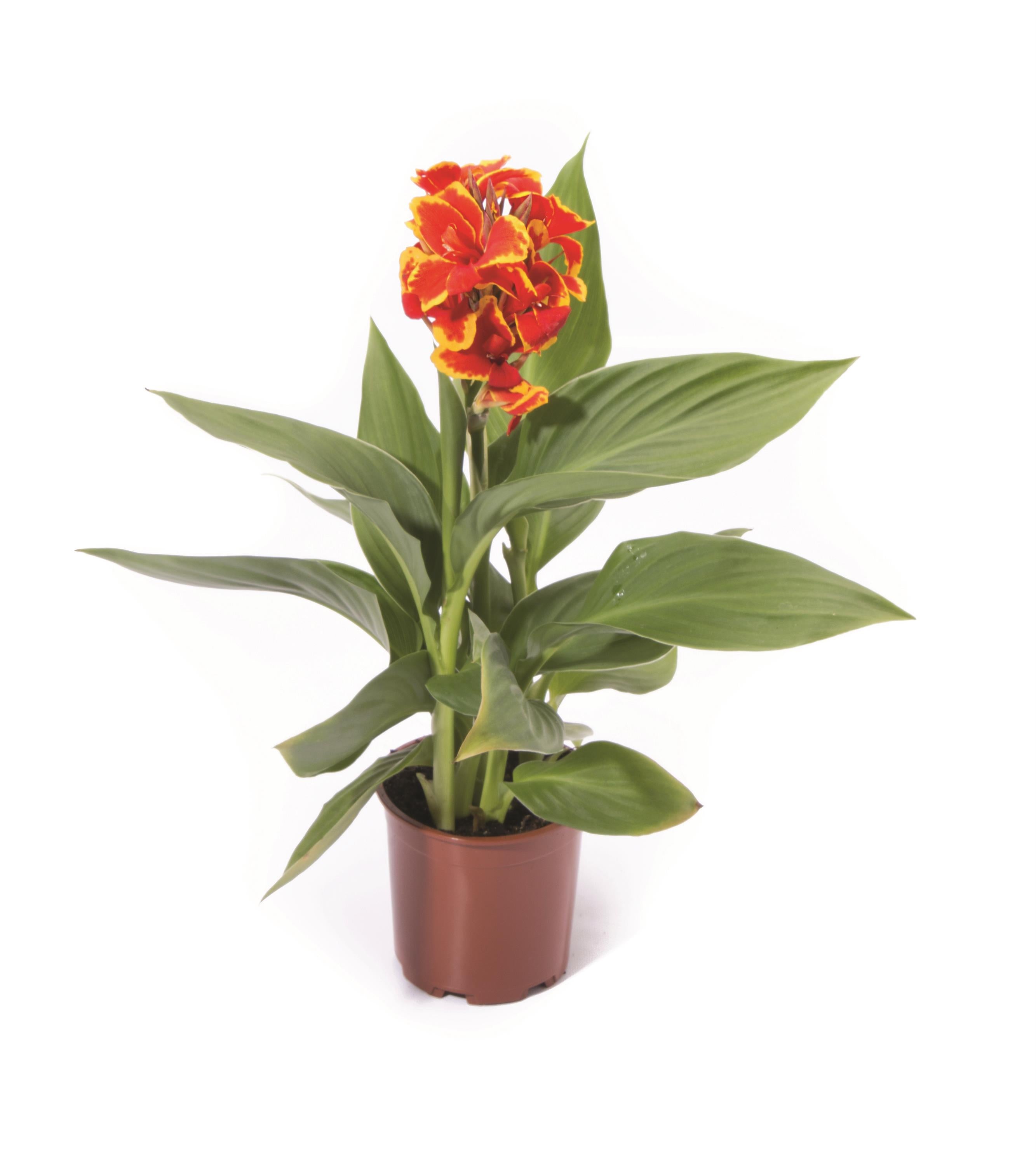 Canna Cannova Red Golden Flame