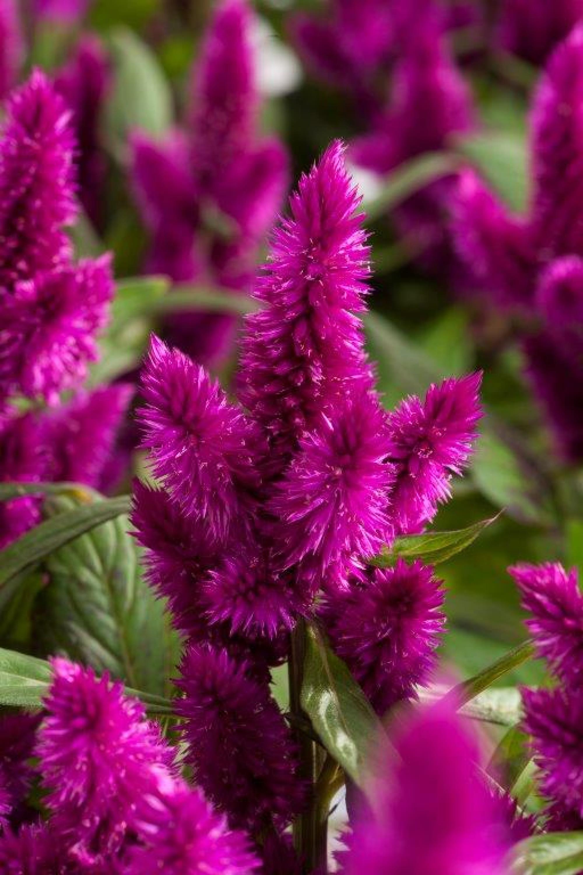Celosia Intenz Dark Purple
