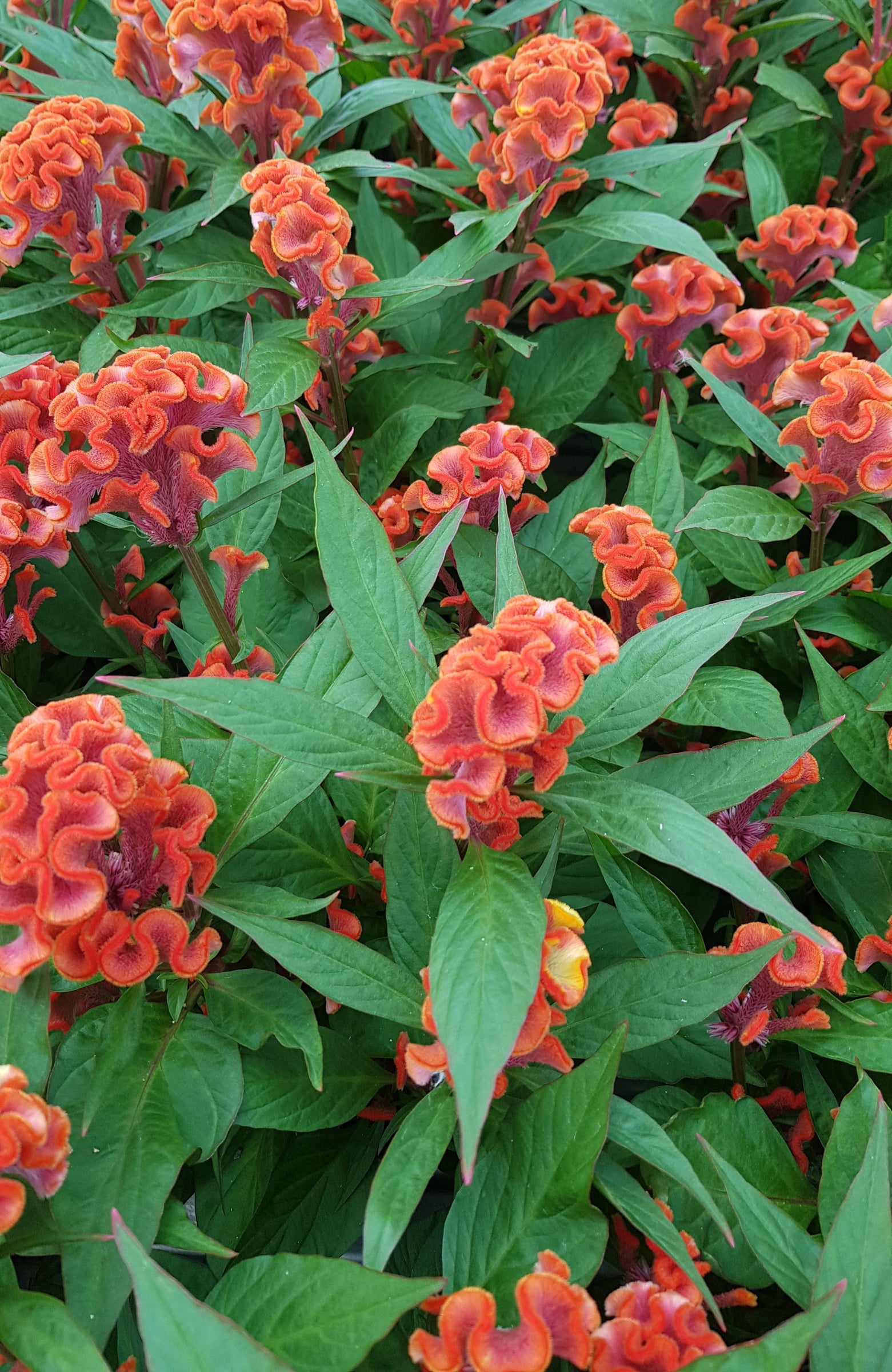 Celosia Twisted Dark Orange