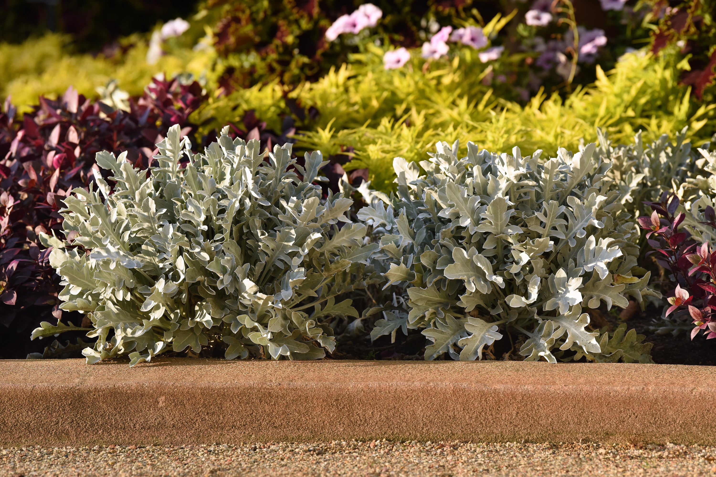 Centaurea Silver Swirl