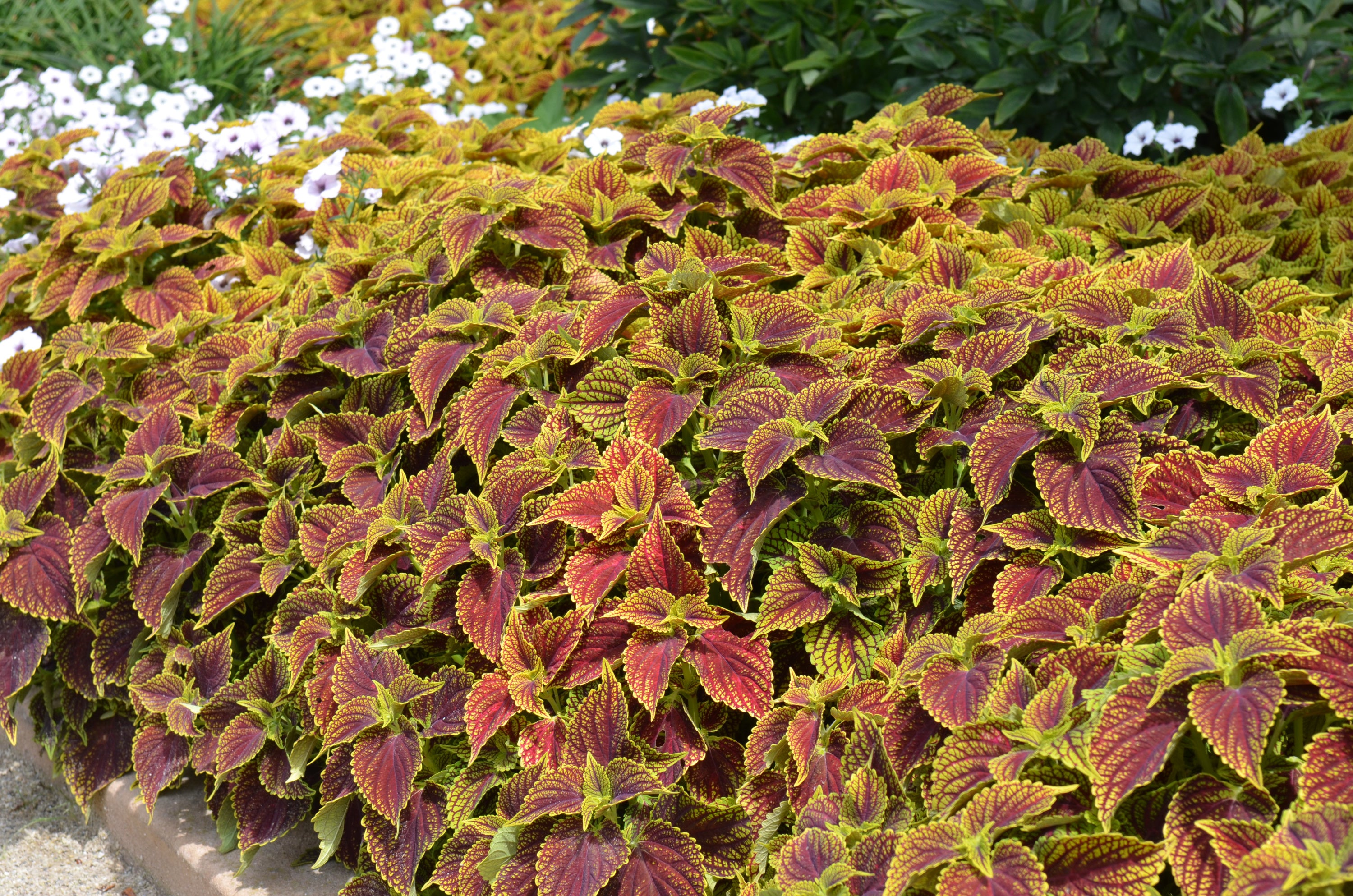 Coleus Coleosaurus