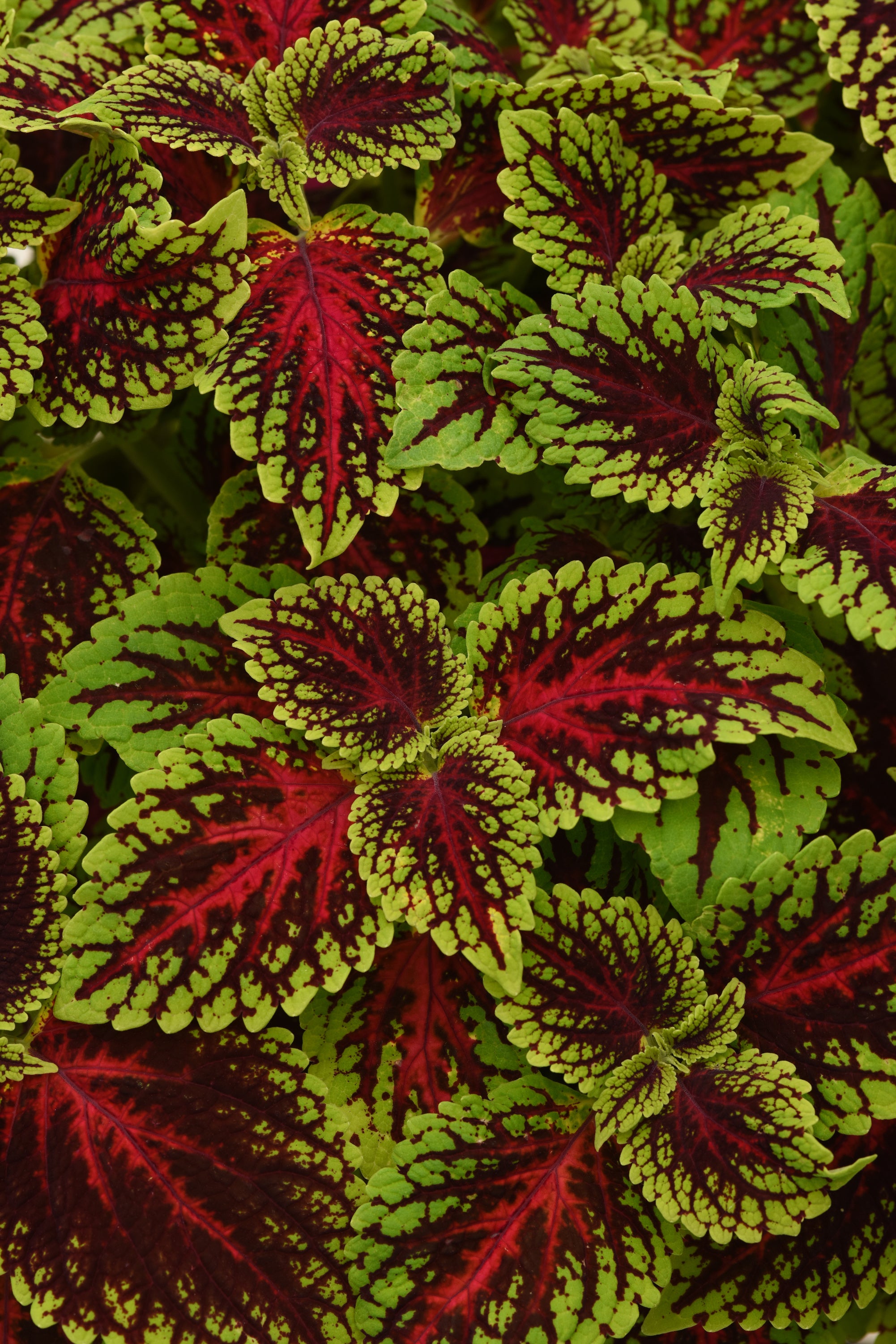 Coleus Dragon Heart