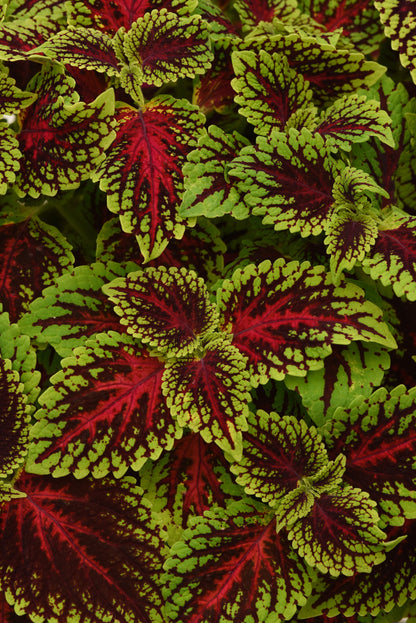 Coleus Dragon Heart