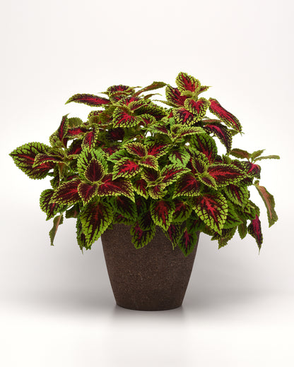 Coleus Dragon Heart