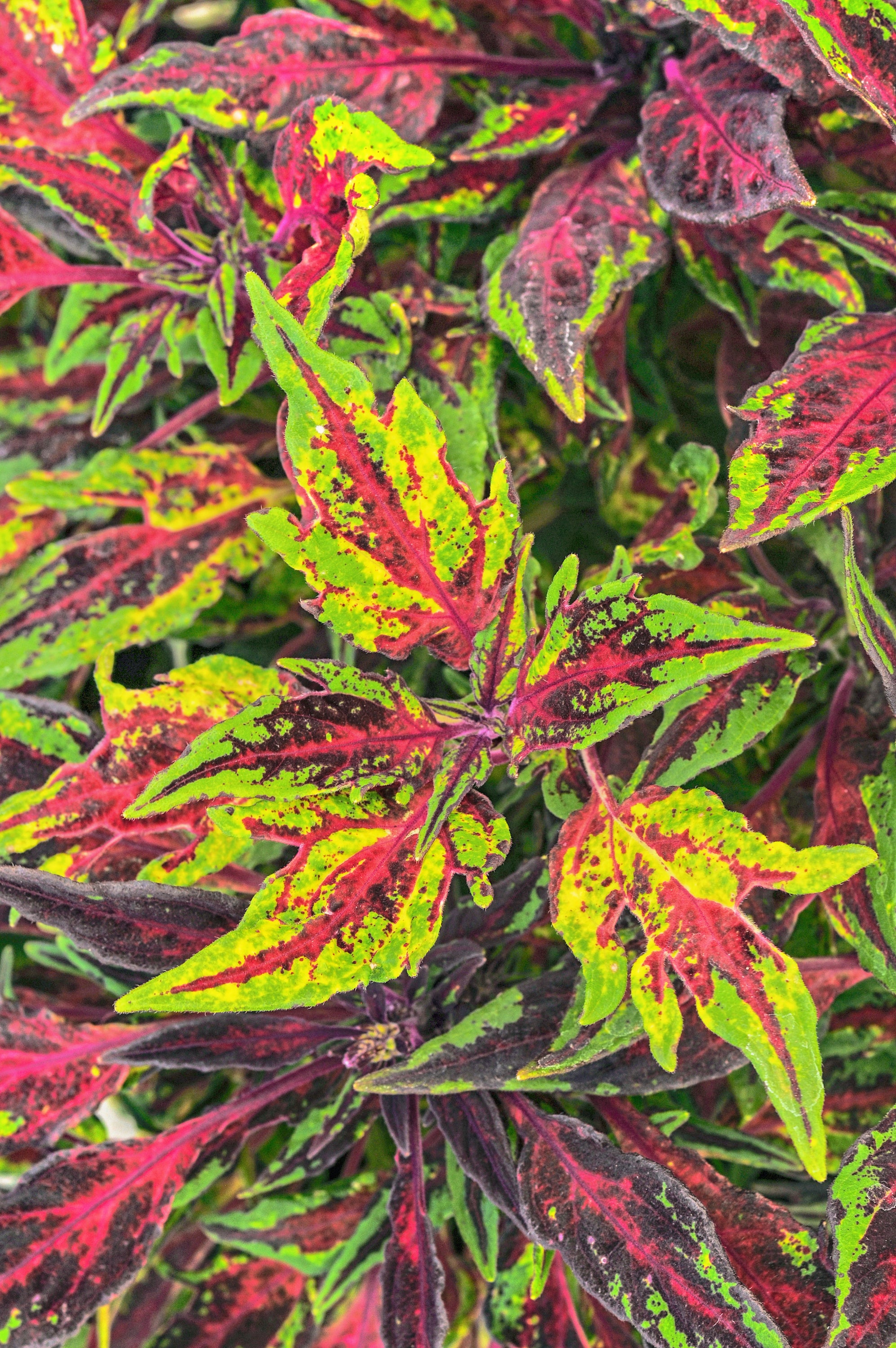 Coleus Chili Pepper