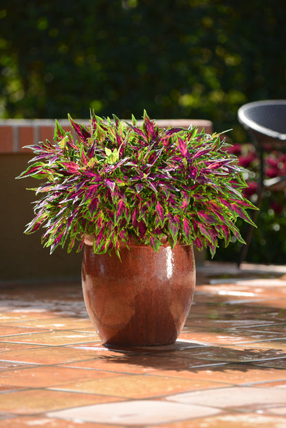 Coleus Chili Pepper