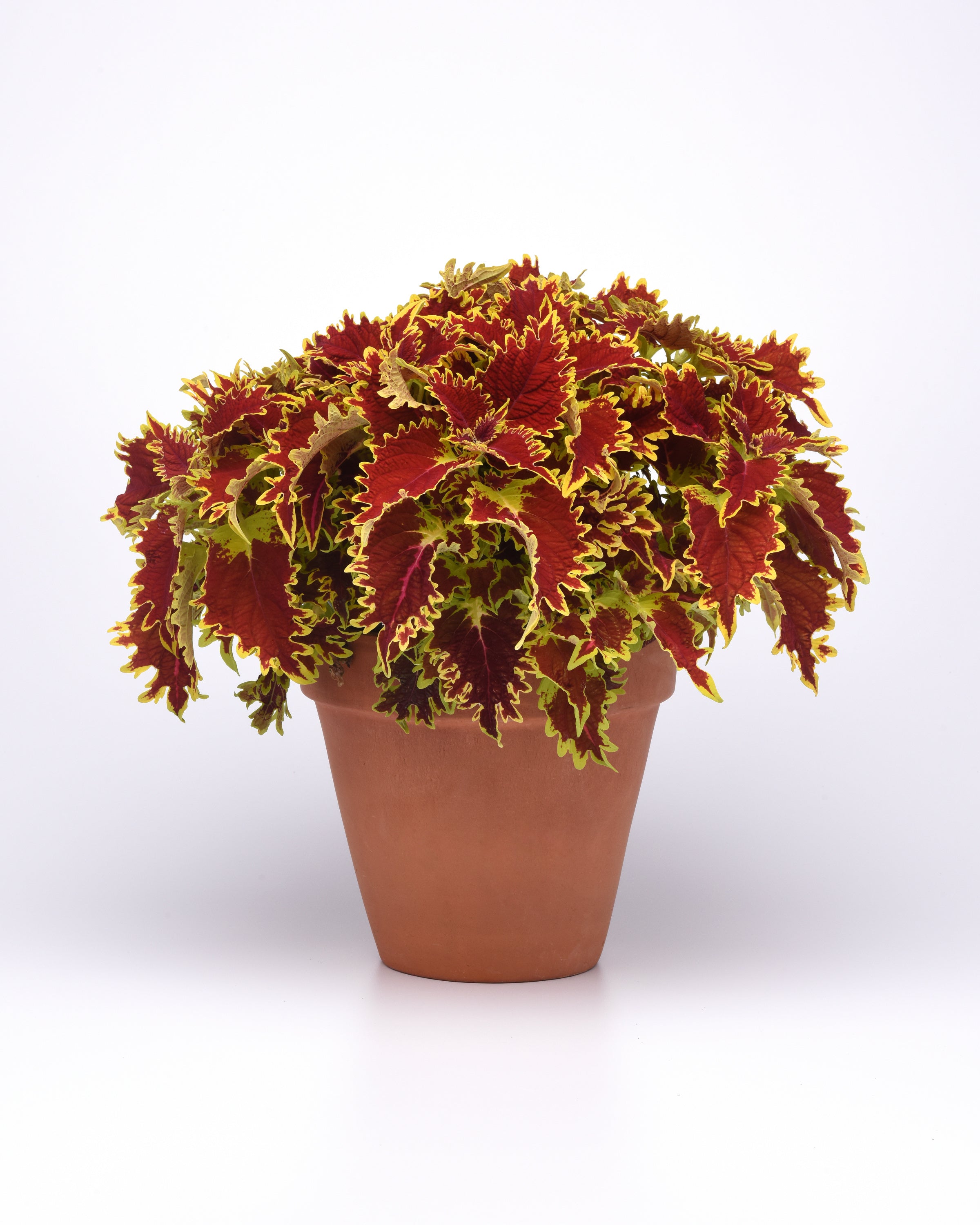 Coleus Copperhead