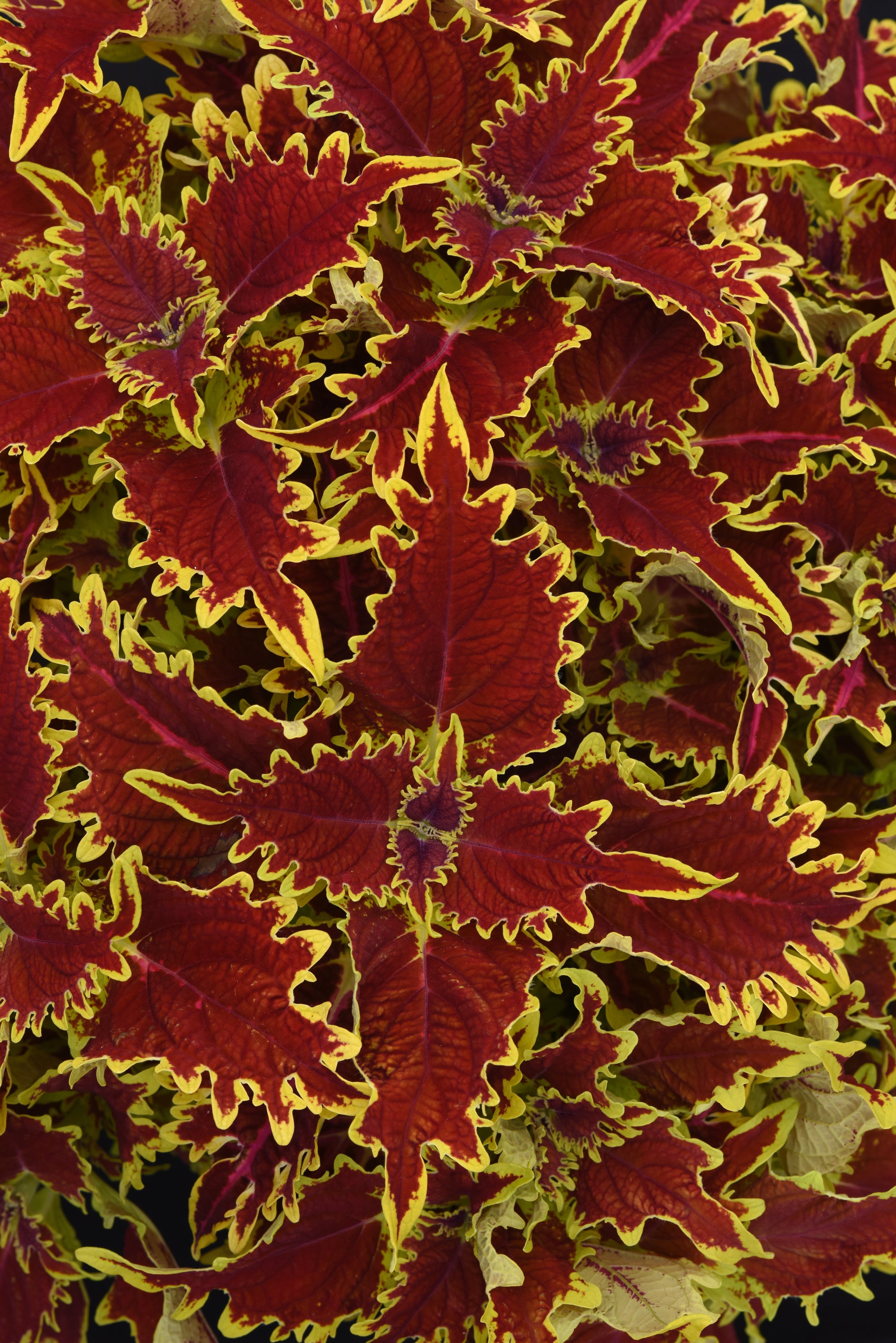 Coleus Copperhead