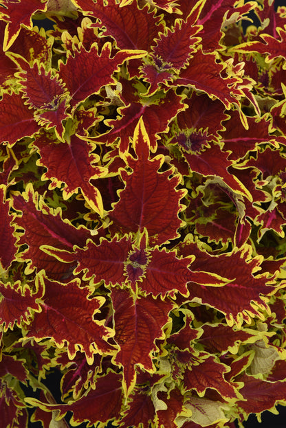 Coleus Copperhead