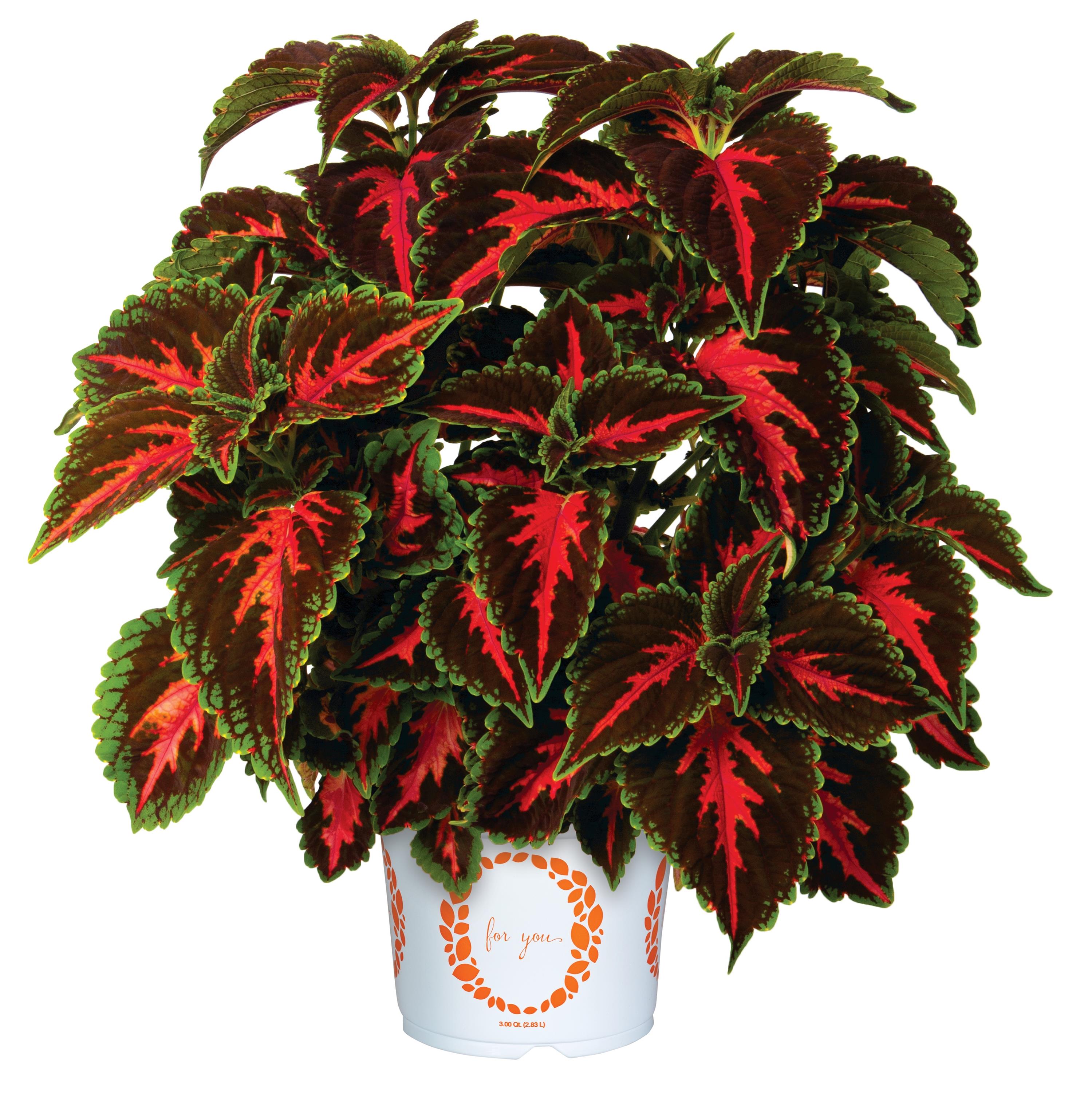 Coleus Franklin Street