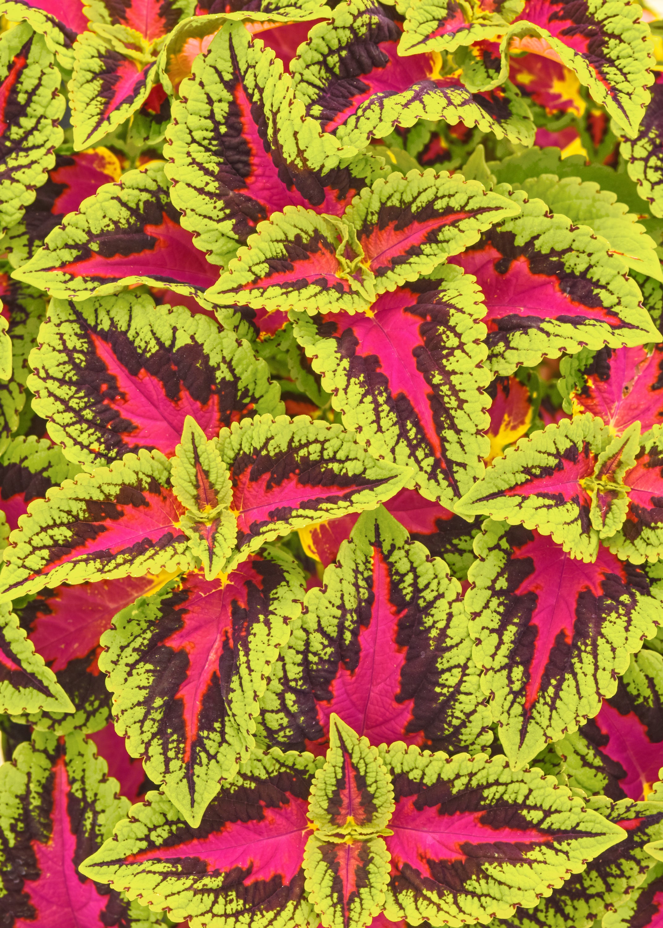 Coleus French Quarter