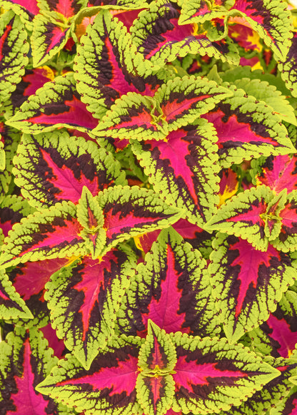 Coleus French Quarter