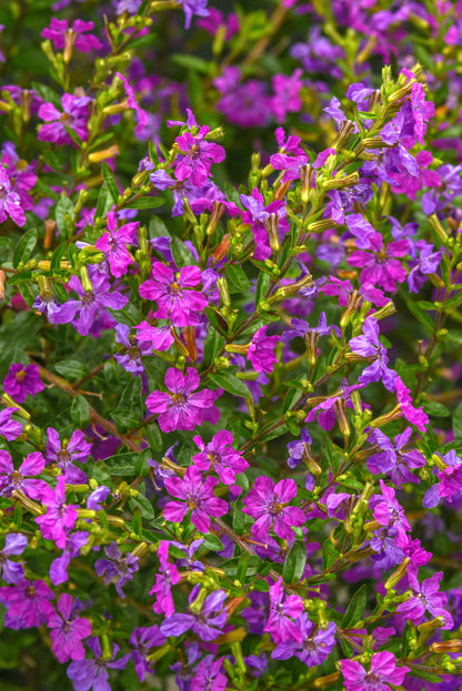 Cuphea Enchantia Purple