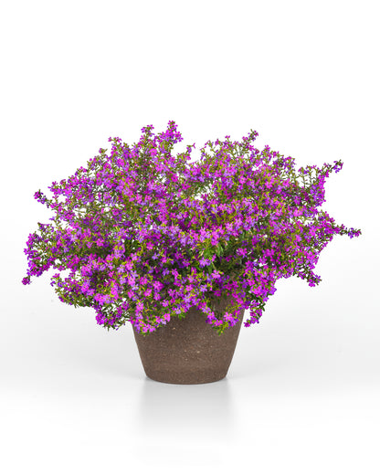 Cuphea Enchantia Purple