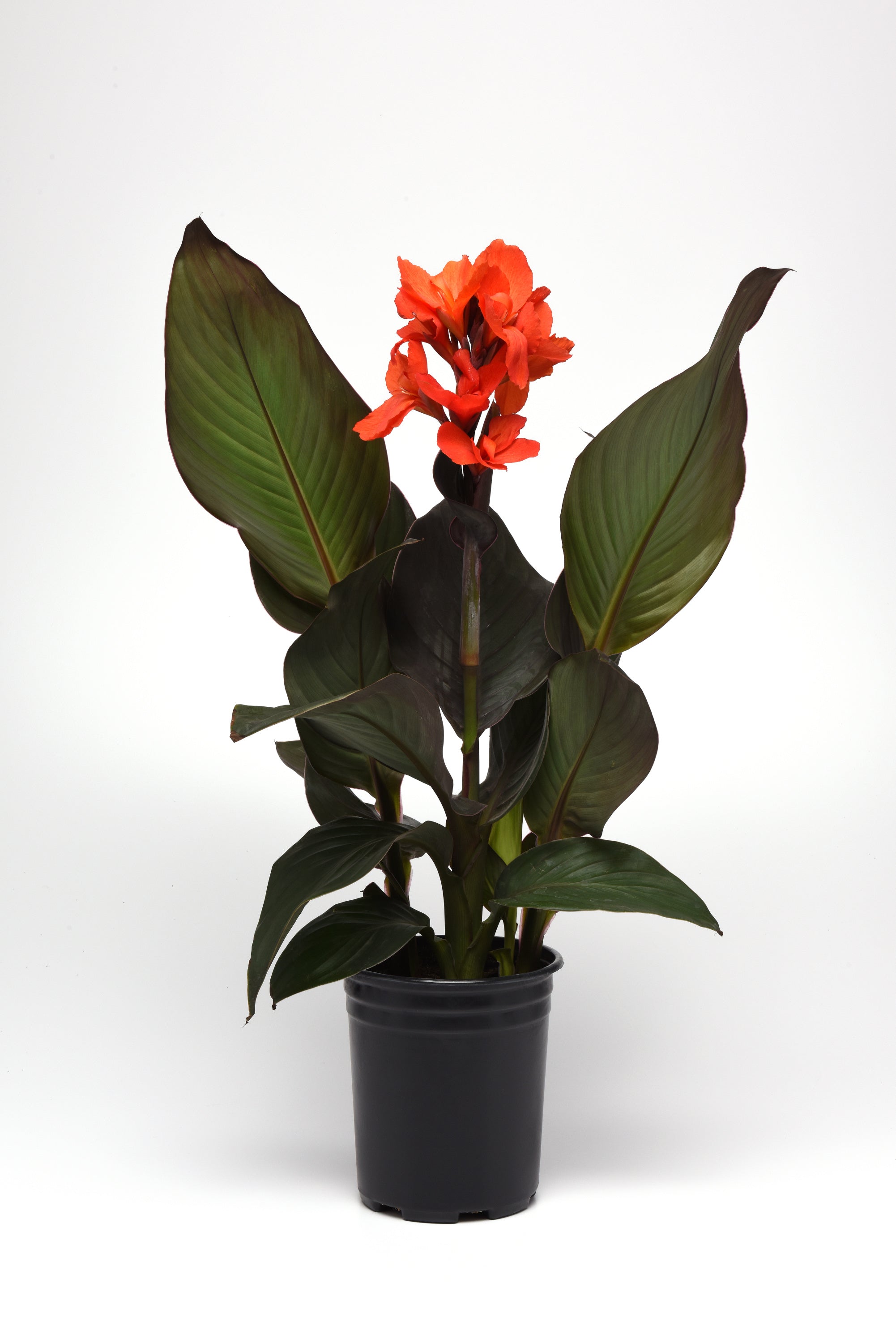 Canna Cannova Bronze Orange