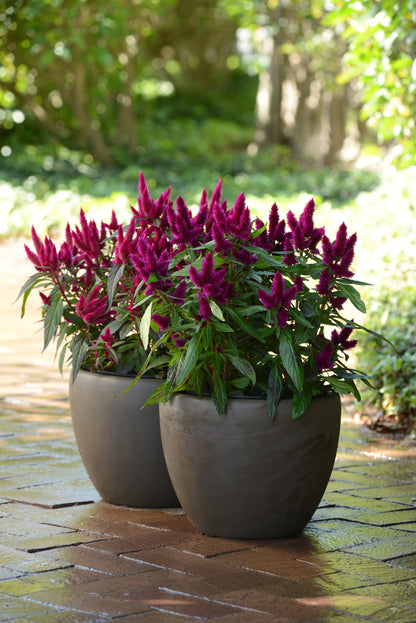 Celosia Intenz Dark Purple