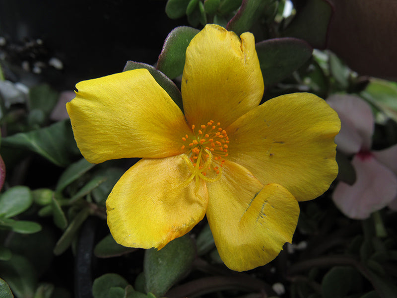 Purslane RioGrande Yellow