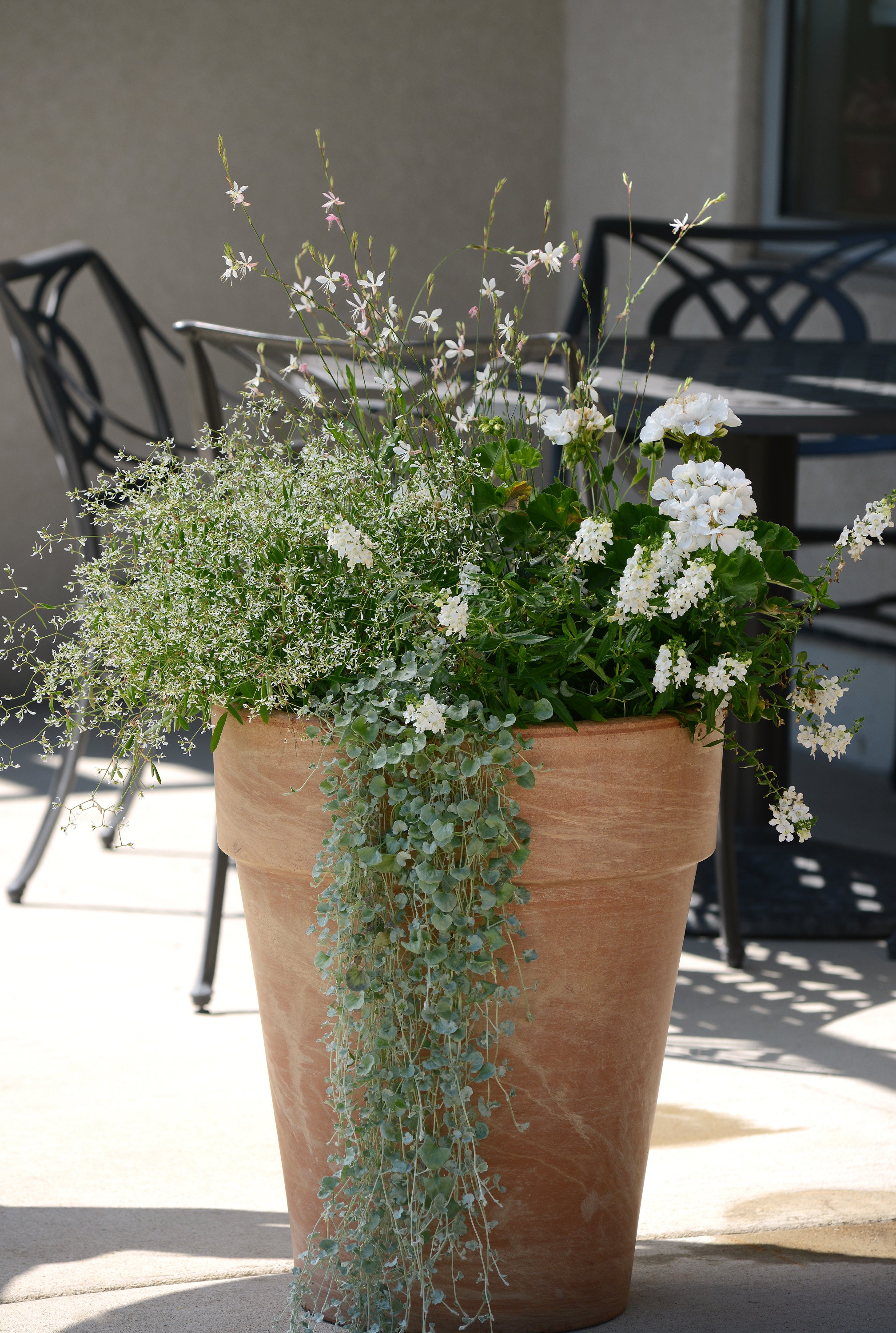 Dichondra Silver Falls