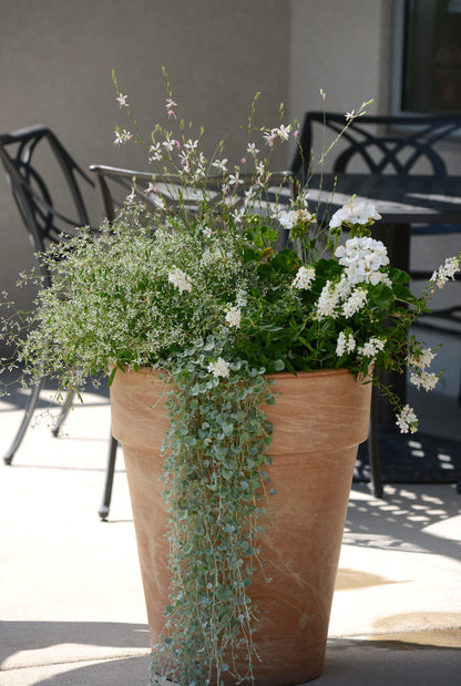 Dichondra Silver Falls