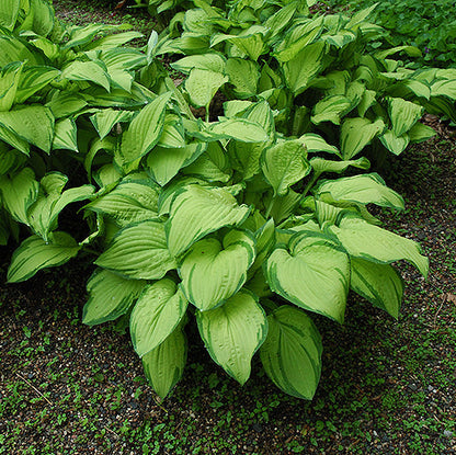 Hosta Plantain Lily Gold Standard