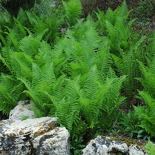 Matteuccia Ostrich Fern Ostrich (struthiopteris)